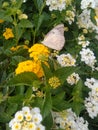 Flowers of kamara lantana - White and Yellow - Butterfly